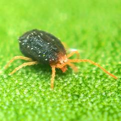 clover mite on a leaf outside a home