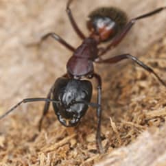 carpenter ant eating wood