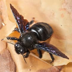 carpenter bee on flower