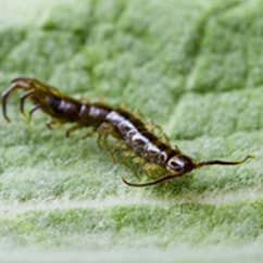 centipede on a green leaf