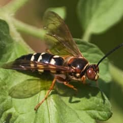 up close image of a cicada killer wasp on a leaf