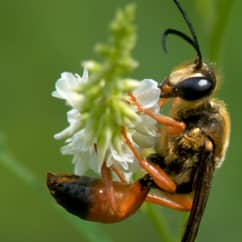 digger wasp getting nectar from a flower