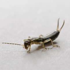 earwig on a white surface