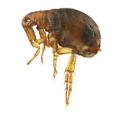 Natural Home Remedies for Flea