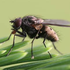 fly on green flower pedals