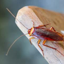 german cockroach on a kitchen counter