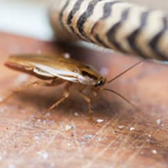 german cockroach on a kitchen counter