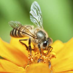 honey bees getting nectar from from a yellow flower