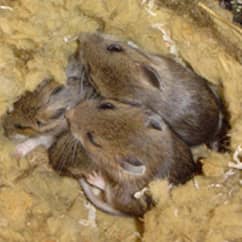 family of mice in homes insulation