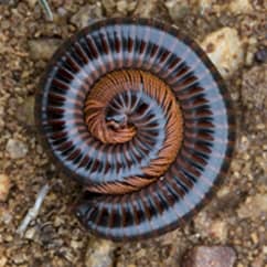 millipede curled up on the ground