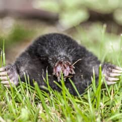 mole peaking out of tunnel in a homeowners lawn