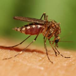 mosquito biting on a person's arm