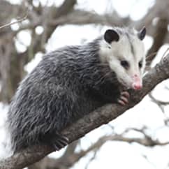 opossum in tree