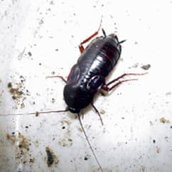 oriental cockroach on a dirty plate