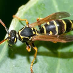 paper wasp on a leaf in rhode island