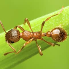pavement ant on a blade of grass