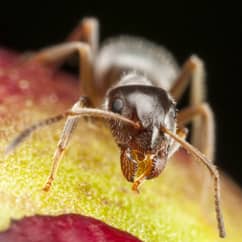 pharaoh ant searching for food in a home
