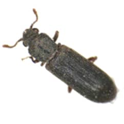 powderpost beetle in massachusetts