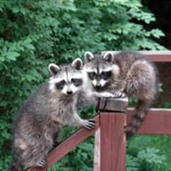 raccoons on porch railing