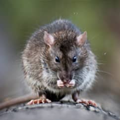 rat on a railing outside of a massachusetts home