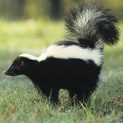 skunk on a lawn in massachusetts