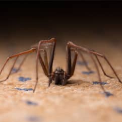 spiders on carpeted floor in rhode island home
