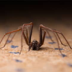 Spiders 101: Types of Spiders & Spider Identification