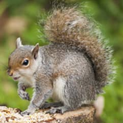 squirrel sitting on a rock on homeowners lawn