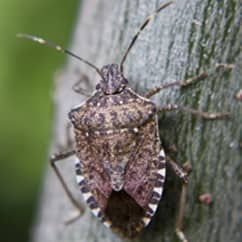 stink bug on a tree outside a massachusetts home