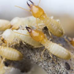 termites eating wood