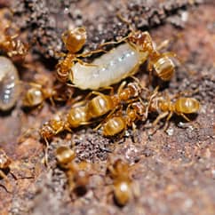 thief ants searching for food outside a home