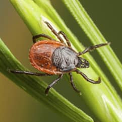 tick on blades of grass