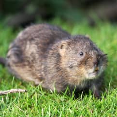 vole in a yard