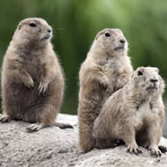 woodchucks sitting on a rock outside a home