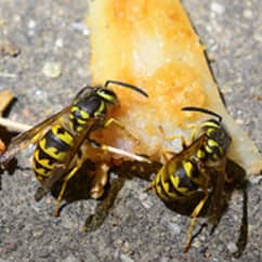 yellow jackets feasting on a piece of fruit