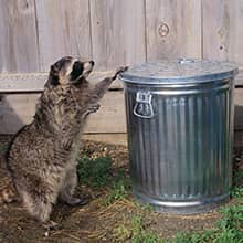 raccoon raiding a trash can at a rhode island home
