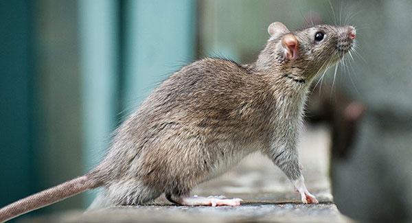 rat on widow ledge