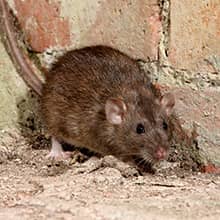 large norway rat in a massachusetts building