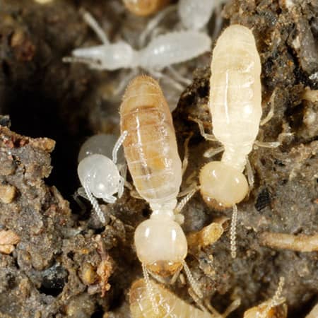 termite workers in a home in providence ri