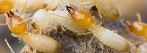 termites in rhode island