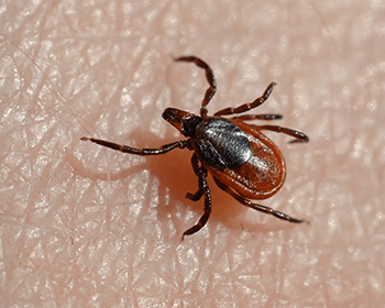 tick on a mainers arm