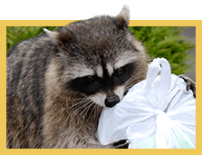 raccoon raiding trash can for garbage
