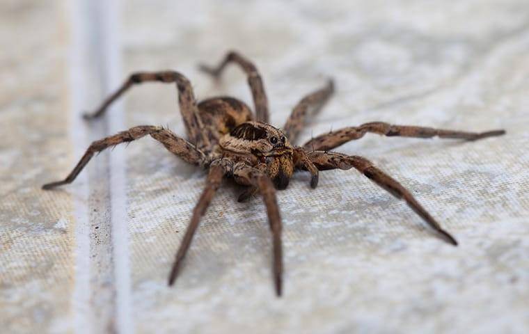 Spiders | Pest Identification & Prevention In Tampa Bay, FL