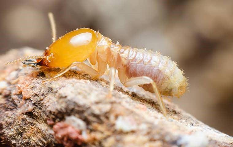 a termite on its mound
