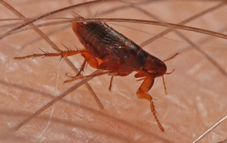 a flea on skin