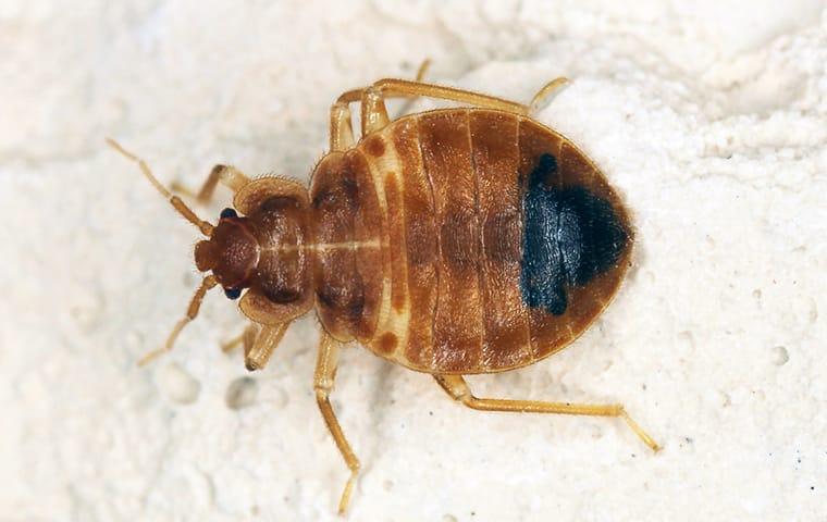 a bed bug crawling on fabric in a princeton texas home