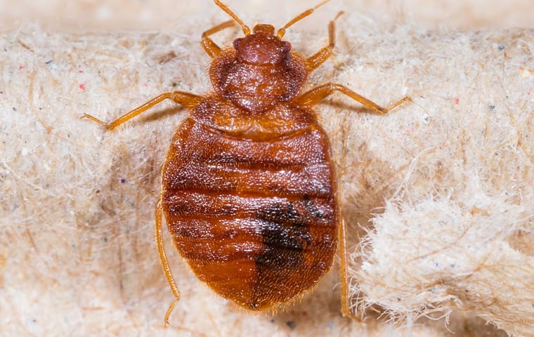 a bed bug crawling on bedding in a mckinney texas home