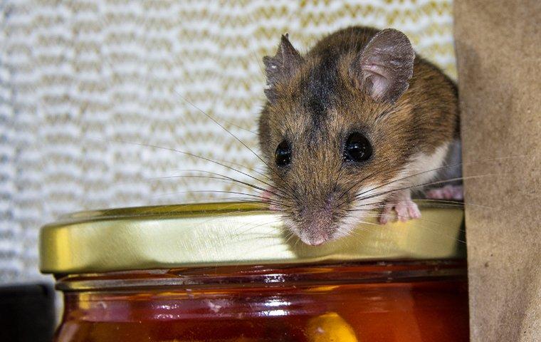 a house mouse crawling in a kitchen pantry