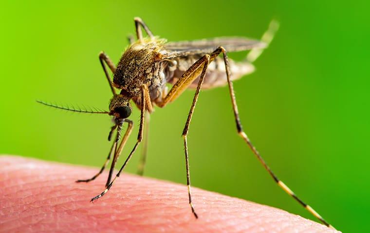a mosquito biting a mckinney texas resident on the bare arm skin durring the late summer season