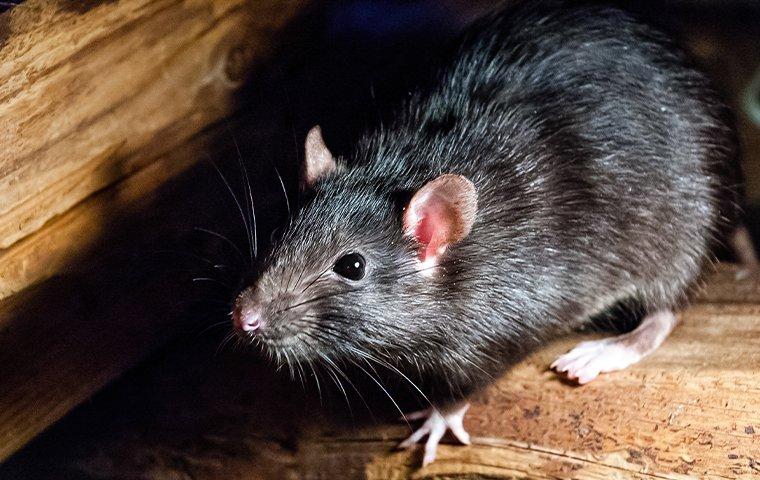 a roof rat crawling in the corner of a home